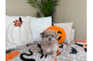 Cute Pom Tzu Designer Puppy