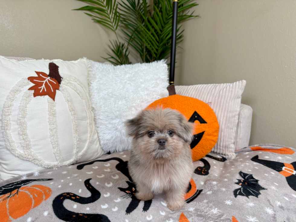 Cute Pom Tzu Designer Puppy