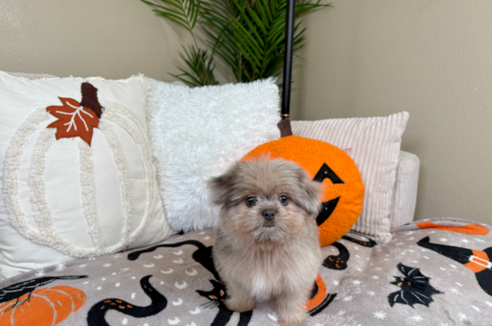 Cute Pom Tzu Designer Puppy