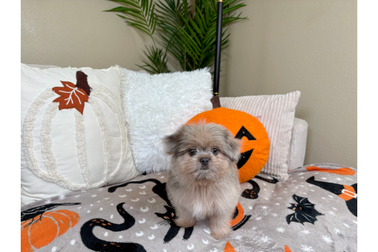 Meet Nemo - our Shih Pom Puppy Photo  1/5 - Lone Star Pups Cute Pom Tzu Designer Puppy
