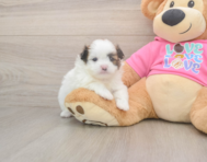 5 week old Shih Pom Puppy For Sale - Lone Star Pups