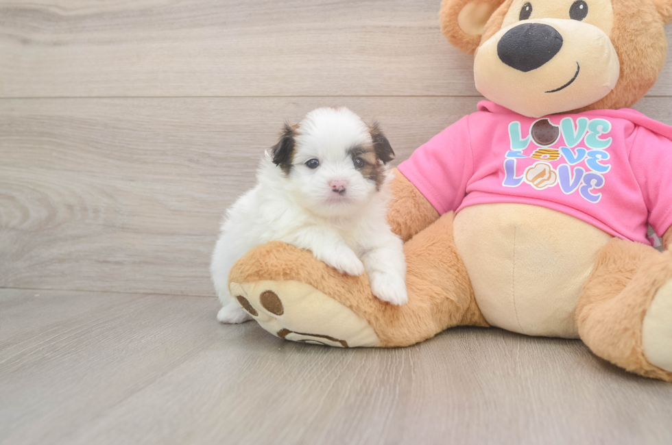 5 week old Shih Pom Puppy For Sale - Lone Star Pups