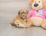 5 week old Shih Pom Puppy For Sale - Lone Star Pups