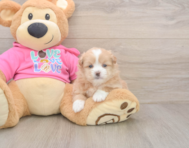 5 week old Shih Pom Puppy For Sale - Lone Star Pups