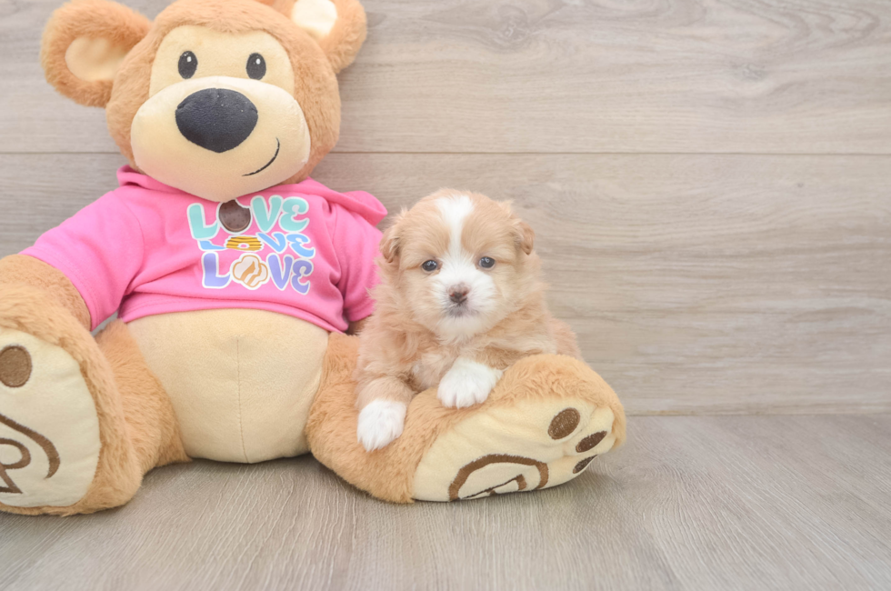 5 week old Shih Pom Puppy For Sale - Lone Star Pups