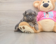 5 week old Shih Pom Puppy For Sale - Lone Star Pups