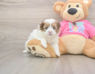 5 week old Shih Pom Puppy For Sale - Lone Star Pups