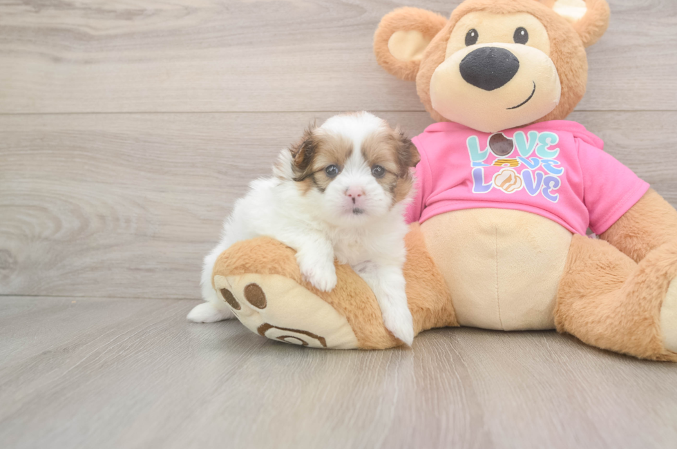 5 week old Shih Pom Puppy For Sale - Lone Star Pups