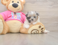 6 week old Shih Pom Puppy For Sale - Lone Star Pups
