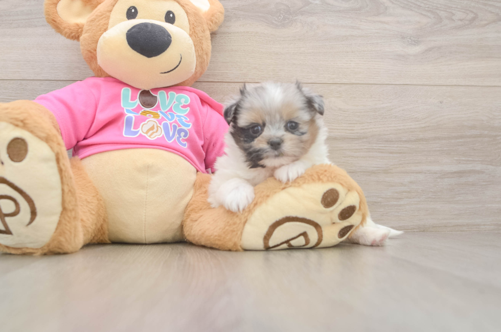 5 week old Shih Pom Puppy For Sale - Lone Star Pups