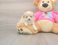 5 week old Shih Pom Puppy For Sale - Lone Star Pups
