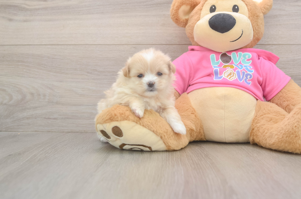 5 week old Shih Pom Puppy For Sale - Lone Star Pups