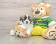5 week old Shih Pom Puppy For Sale - Lone Star Pups