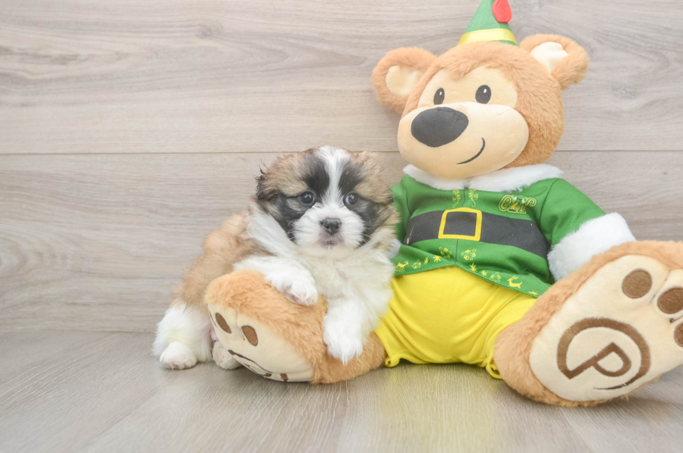 5 week old Shih Pom Puppy For Sale - Lone Star Pups
