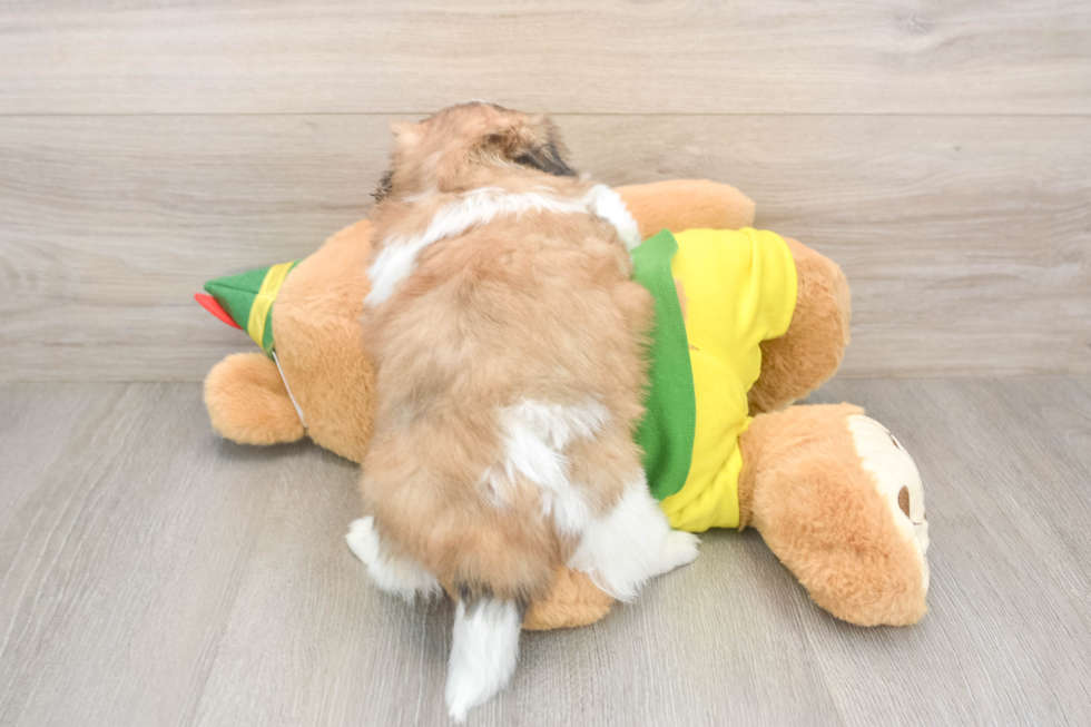 Energetic Shipom Designer Puppy