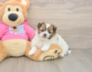 6 week old Shih Pom Puppy For Sale - Lone Star Pups