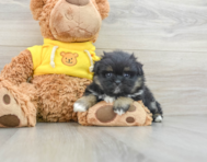 6 week old Shih Pom Puppy For Sale - Lone Star Pups
