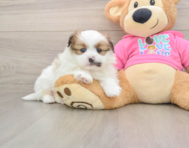 7 week old Shih Pom Puppy For Sale - Lone Star Pups