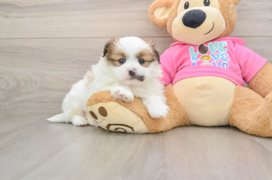 Playful Shiranian Designer Puppy