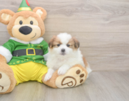 5 week old Shih Pom Puppy For Sale - Lone Star Pups