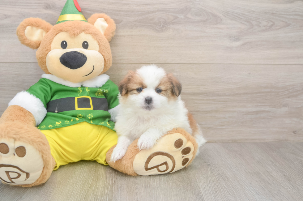 5 week old Shih Pom Puppy For Sale - Lone Star Pups
