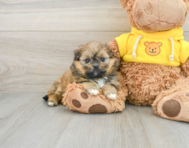 6 week old Shih Pom Puppy For Sale - Lone Star Pups