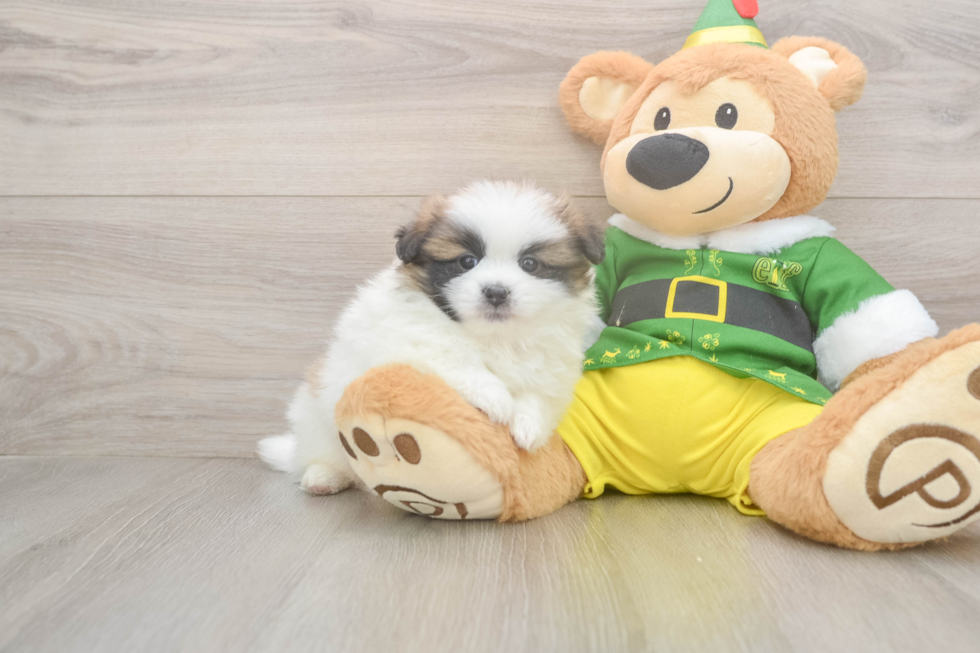 Shih Pom Pup Being Cute