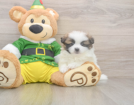 5 week old Shih Pom Puppy For Sale - Lone Star Pups