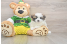 Small Shih Pom Baby