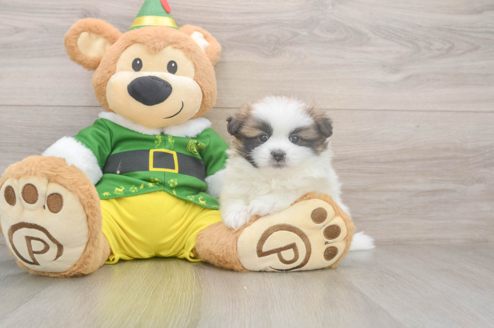 5 week old Shih Pom Puppy For Sale - Lone Star Pups