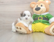 5 week old Shih Pom Puppy For Sale - Lone Star Pups