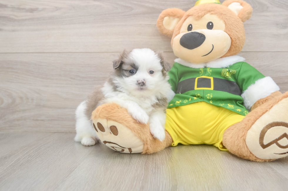 5 week old Shih Pom Puppy For Sale - Lone Star Pups