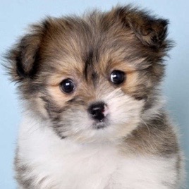 Shih Pom Puppy For Sale - Lone Star Pups