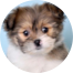 Shih Pom Puppies For Sale - Lone Star Pups