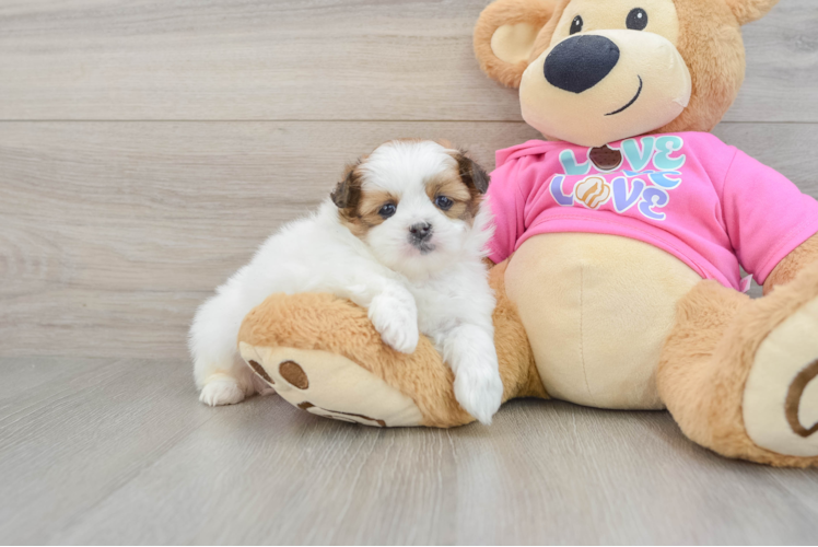 Shih Pom Puppy for Adoption