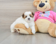 5 week old Shih Pom Puppy For Sale - Lone Star Pups