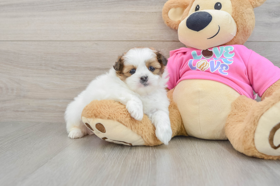 5 week old Shih Pom Puppy For Sale - Lone Star Pups