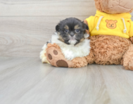 8 week old Shih Pom Puppy For Sale - Lone Star Pups