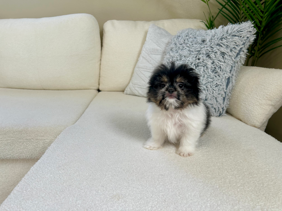 Shih Pom Pup Being Cute