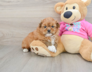 5 week old Shih Pom Puppy For Sale - Lone Star Pups