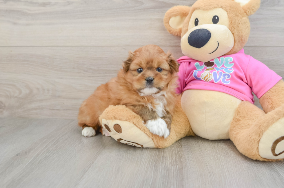5 week old Shih Pom Puppy For Sale - Lone Star Pups
