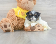8 week old Shih Pom Puppy For Sale - Lone Star Pups
