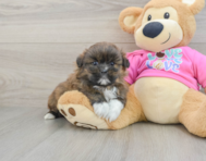 5 week old Shih Pom Puppy For Sale - Lone Star Pups