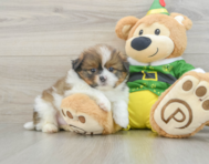 5 week old Shih Pom Puppy For Sale - Lone Star Pups