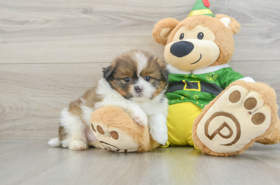 6 week old Shih Pom Puppy For Sale - Lone Star Pups