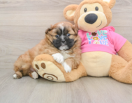 6 week old Shih Pom Puppy For Sale - Lone Star Pups