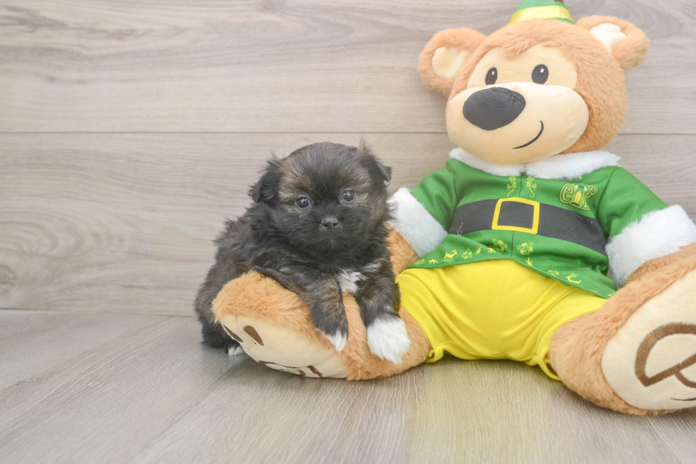 Shih Pom Puppy for Adoption