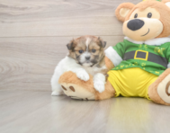 5 week old Shih Pom Puppy For Sale - Lone Star Pups