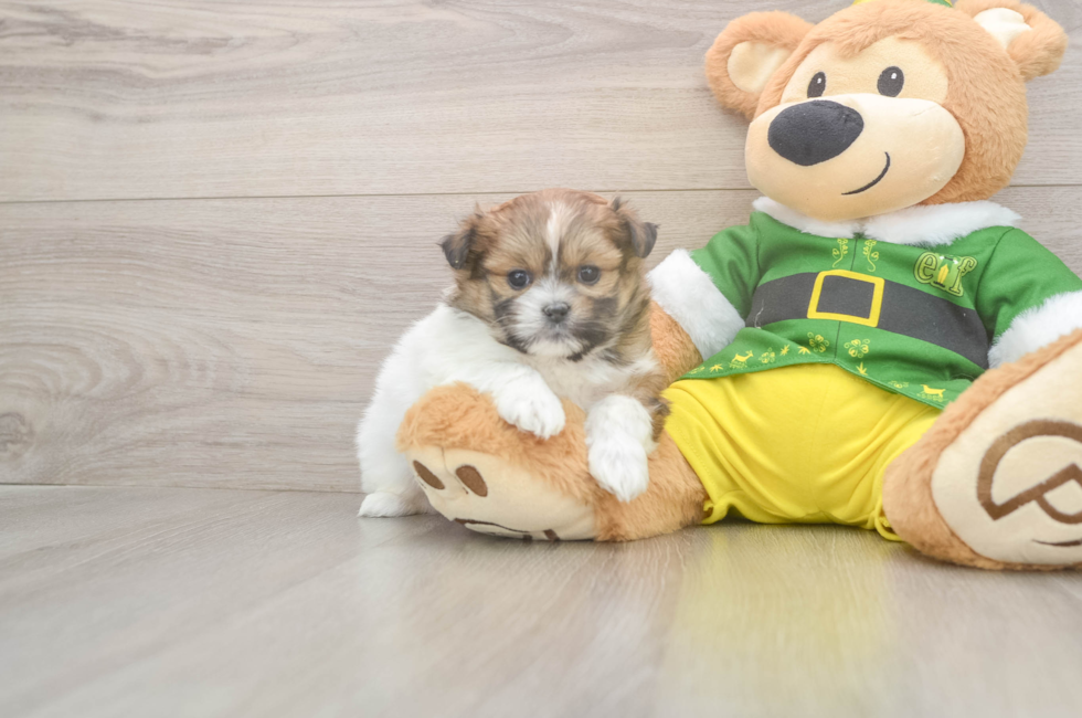 5 week old Shih Pom Puppy For Sale - Lone Star Pups