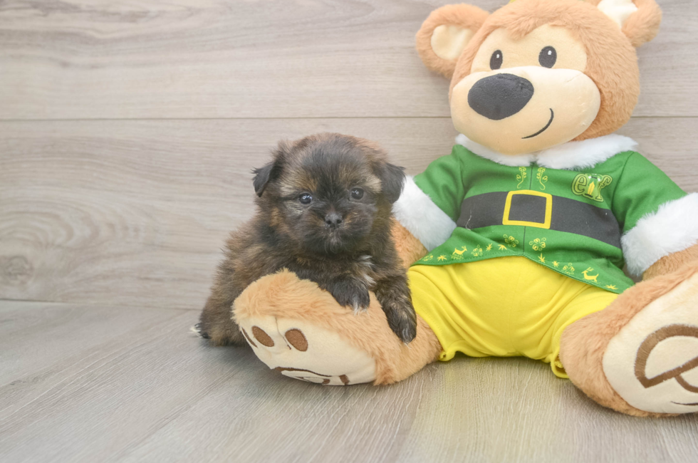 5 week old Shih Pom Puppy For Sale - Lone Star Pups